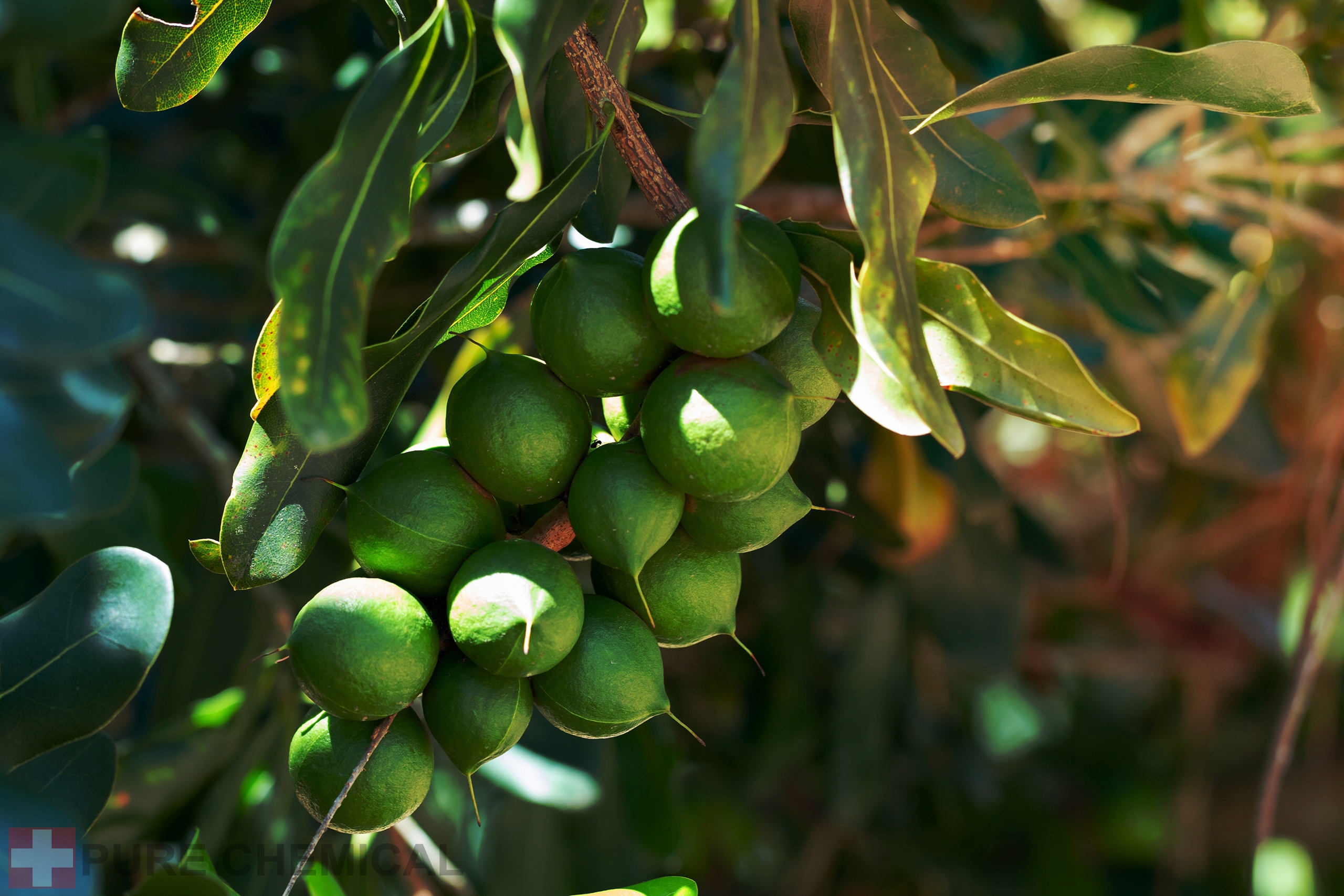 OLEJ MAKADAMIA NATURALNY OLEJEK Z ORZECHÓW MACADAMIA 0,5l Marka inna marka
