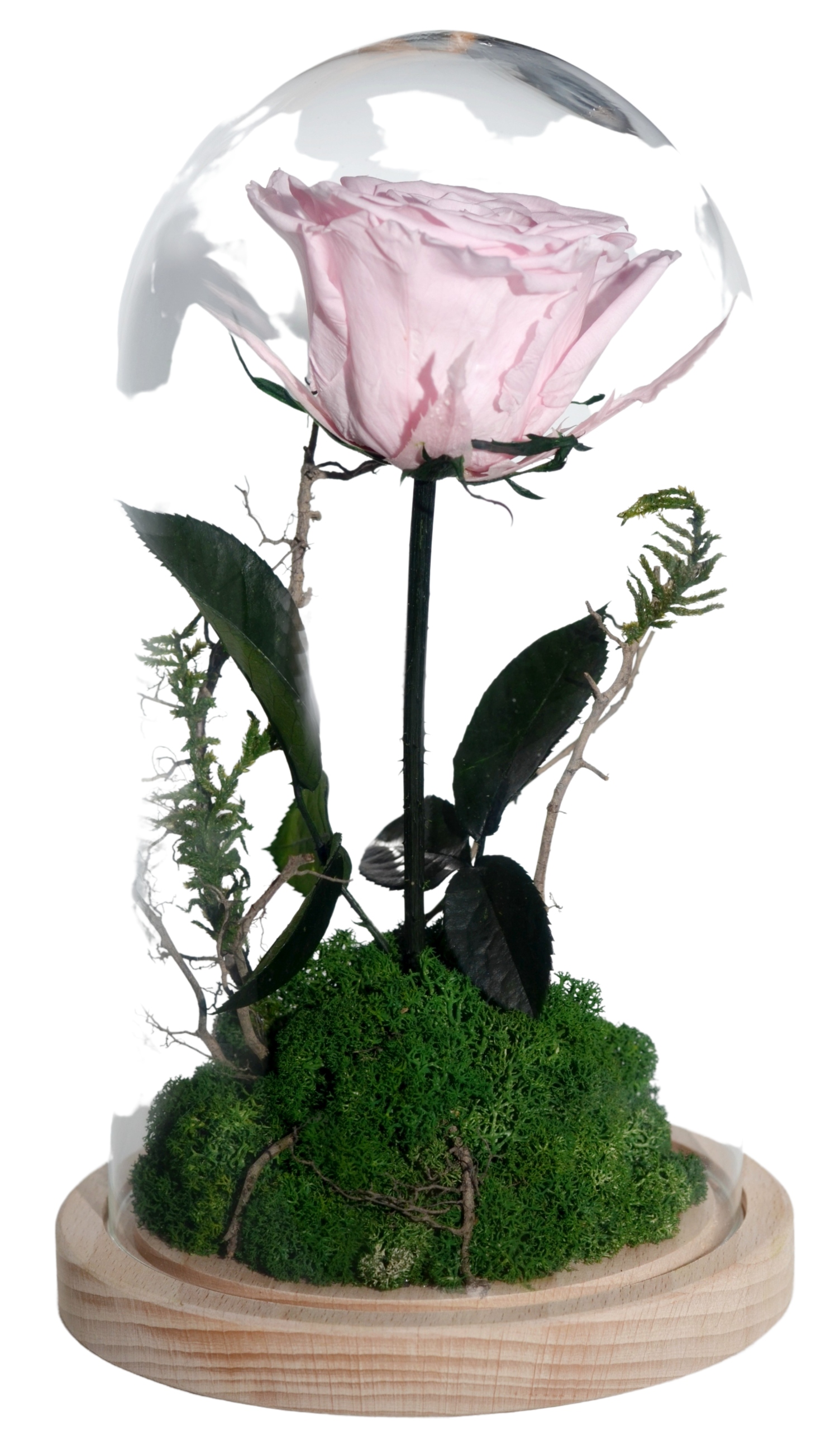 

Prawdziwa wieczna róża w szkle L 24cm Różowa las