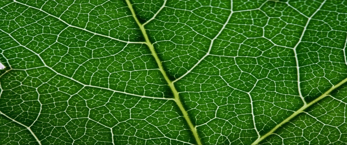 

Fototapeta Flizelinowa Zielony liść 250x104