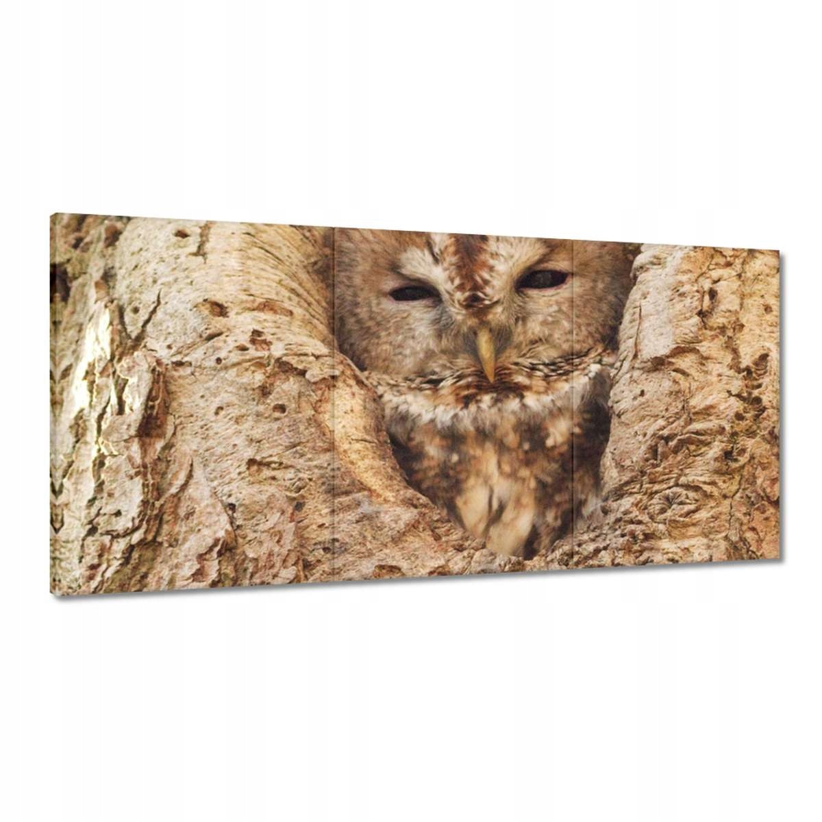 Obrazy 180x90 Sova