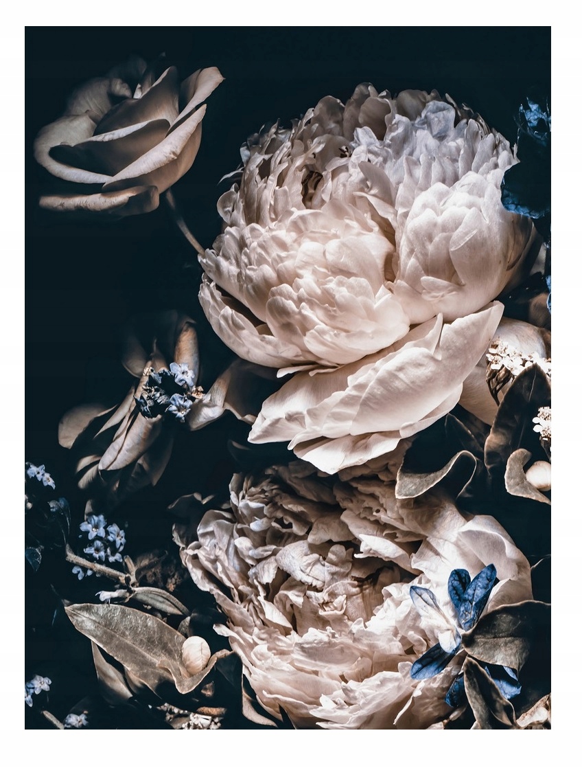 Fototapeta Pivoňky Květiny Pivoňky Růže 3D 184x254