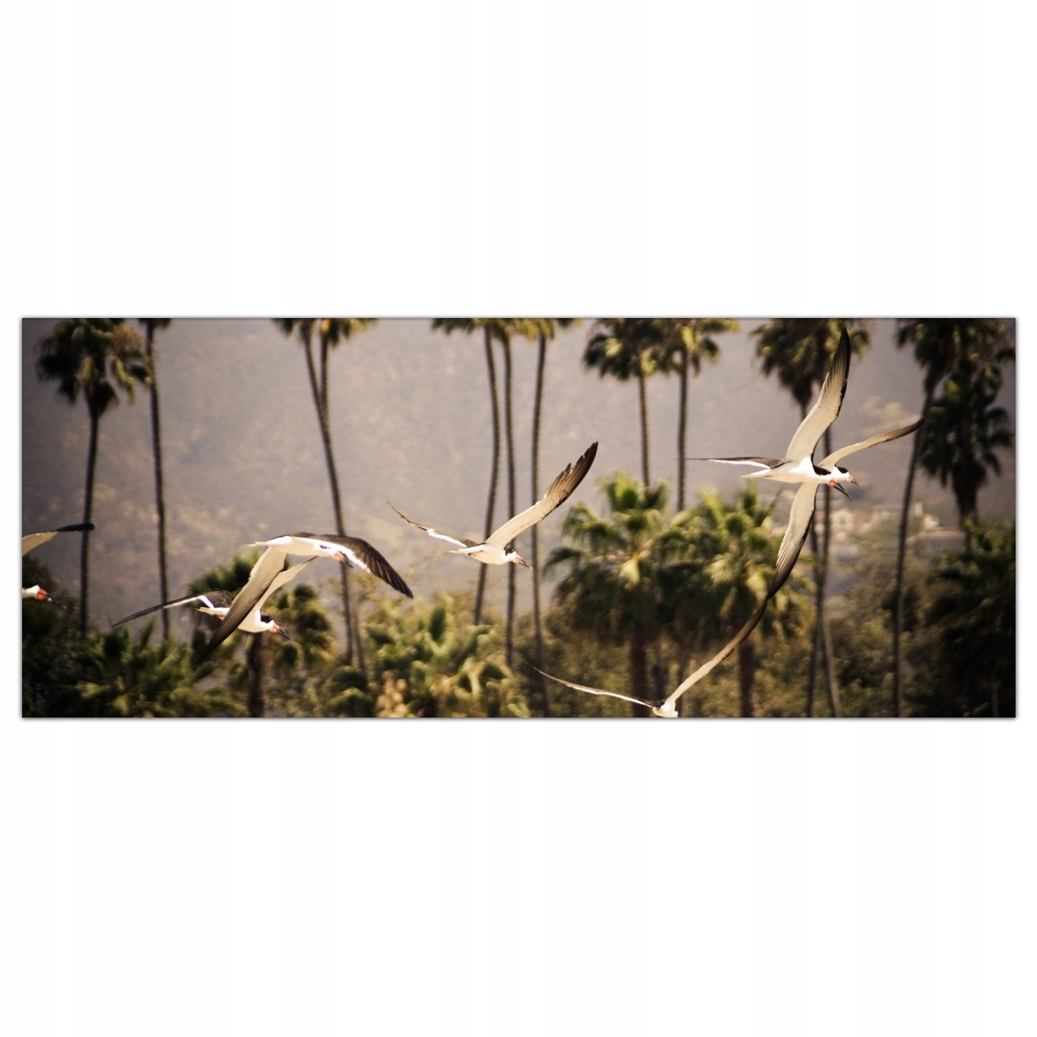 

Obraz na szkle Foto Kalifornia Palmy Ptaki 125x50