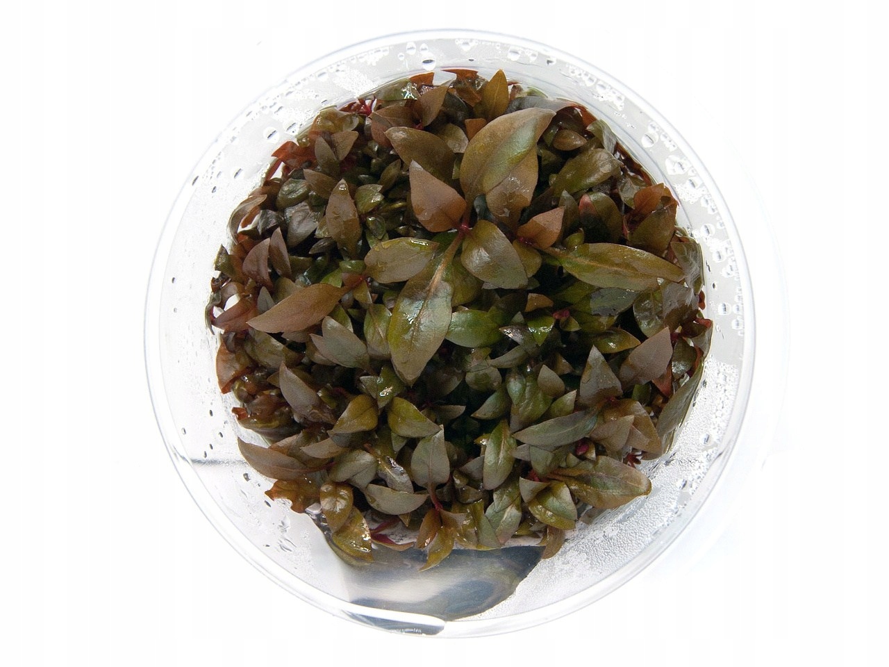 Alternanthera Roseafolia in vitro kubek 10cm