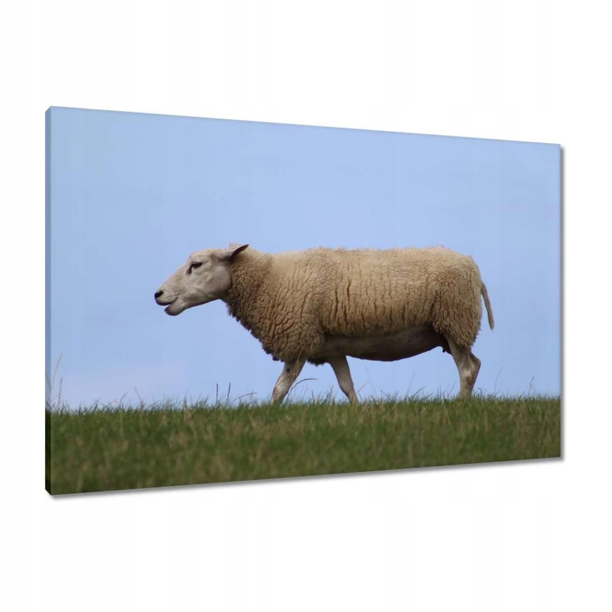 Obrazy 90x60 Past ovce Ovečky Ovce