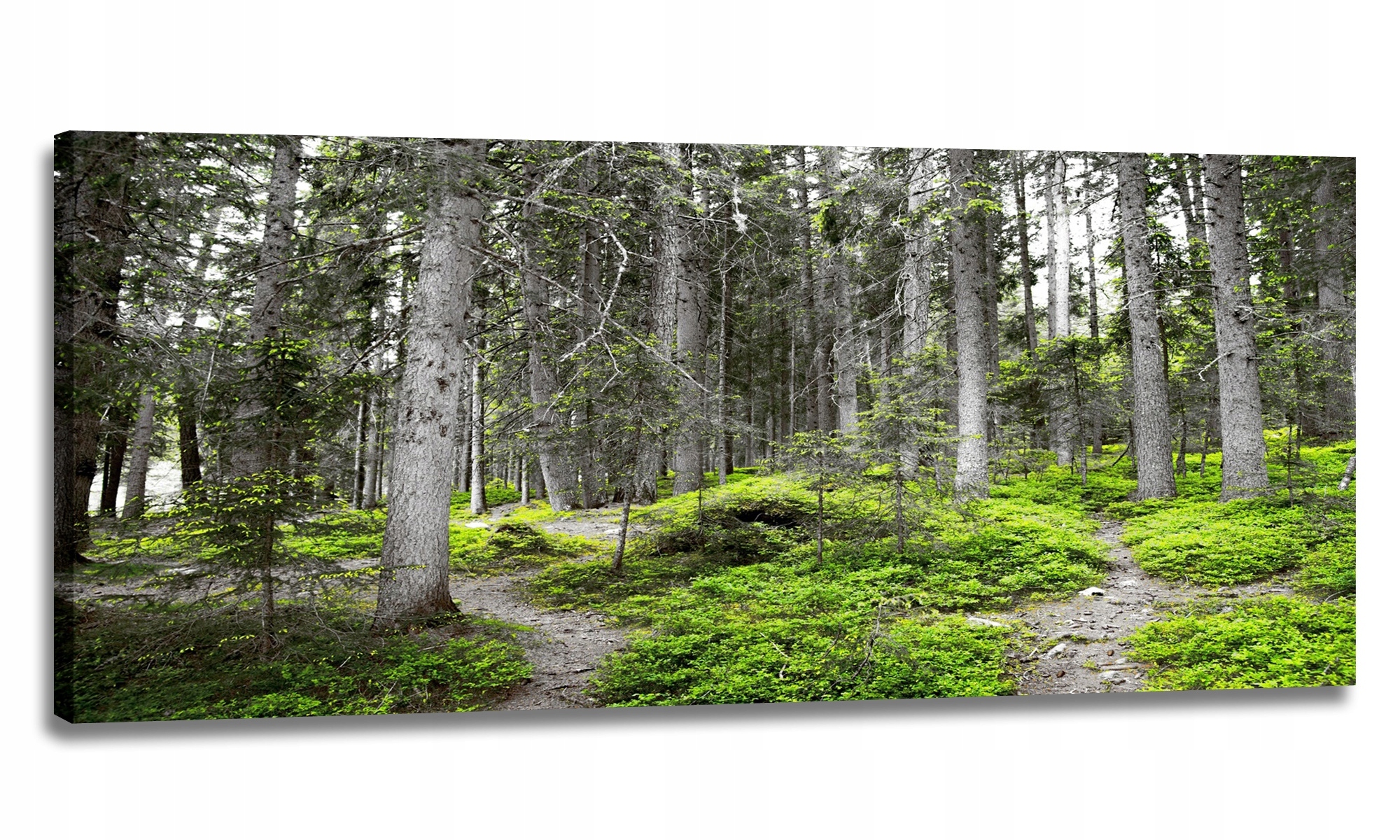 Obraz Šedý Les Panorama 150x60 Obrazy Na Plátně