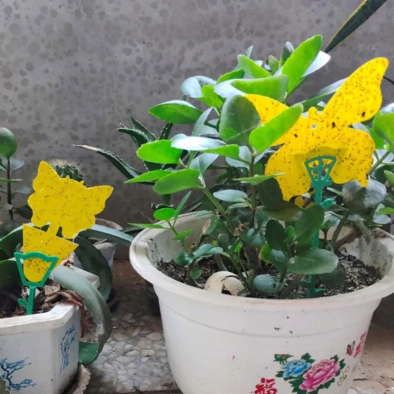 ŻÓŁTE LEPY DO DONICZEK ZIEMIÓRKI 12 SZTUK Rodzaj lep