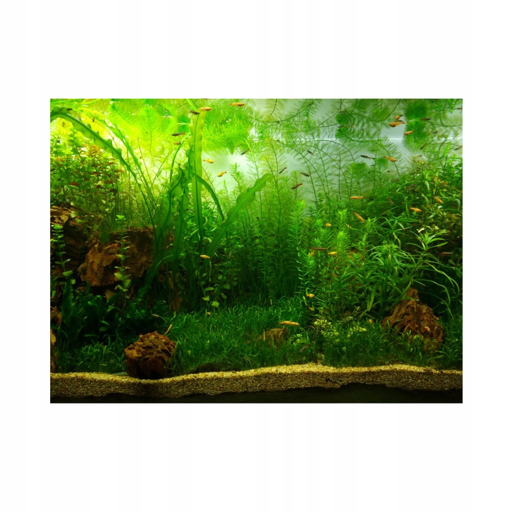 DO AKWARIUM FOLIA TŁO PŁASKIE SAMOPRZYLEPNE 61X30 ROŚLINY