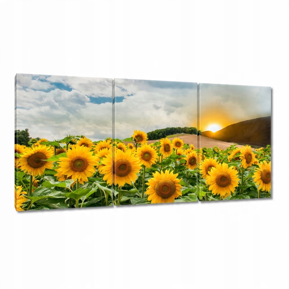 

Obrazy 120x60 Krajobraz Słoneczniki
