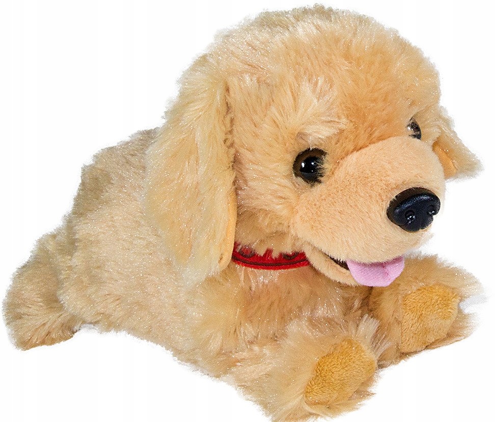 PIESEK Interakt. FIGO REAGUJE NA KOMENDY Labrador Język polski