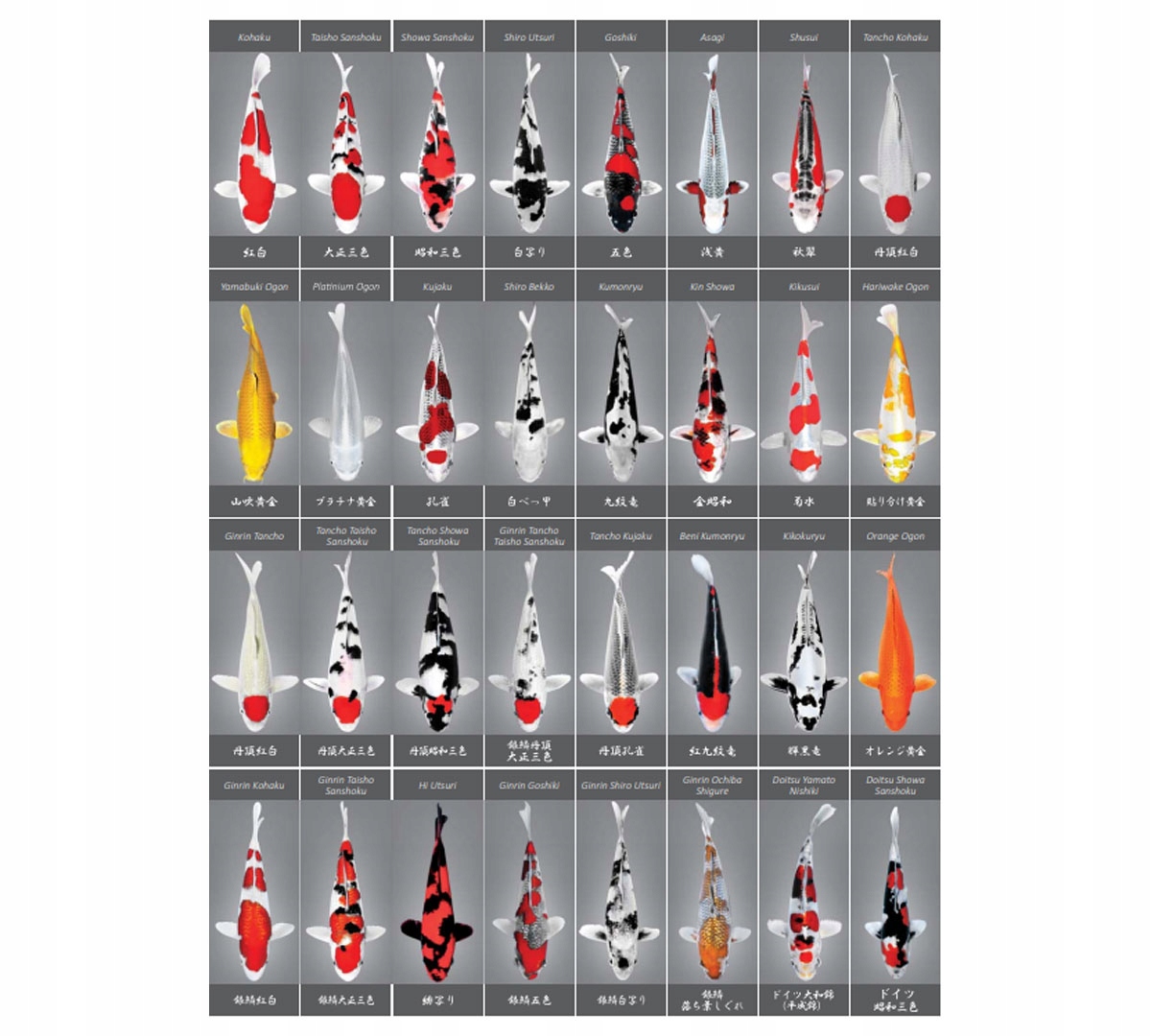 HIKARI KOI SAKI COLOR FLOATTING M 5 KG Postać granulat