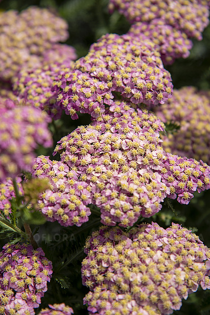 Krwawnik 'Skysail Bright Pink' Achillea Rodzaj rośliny Inny