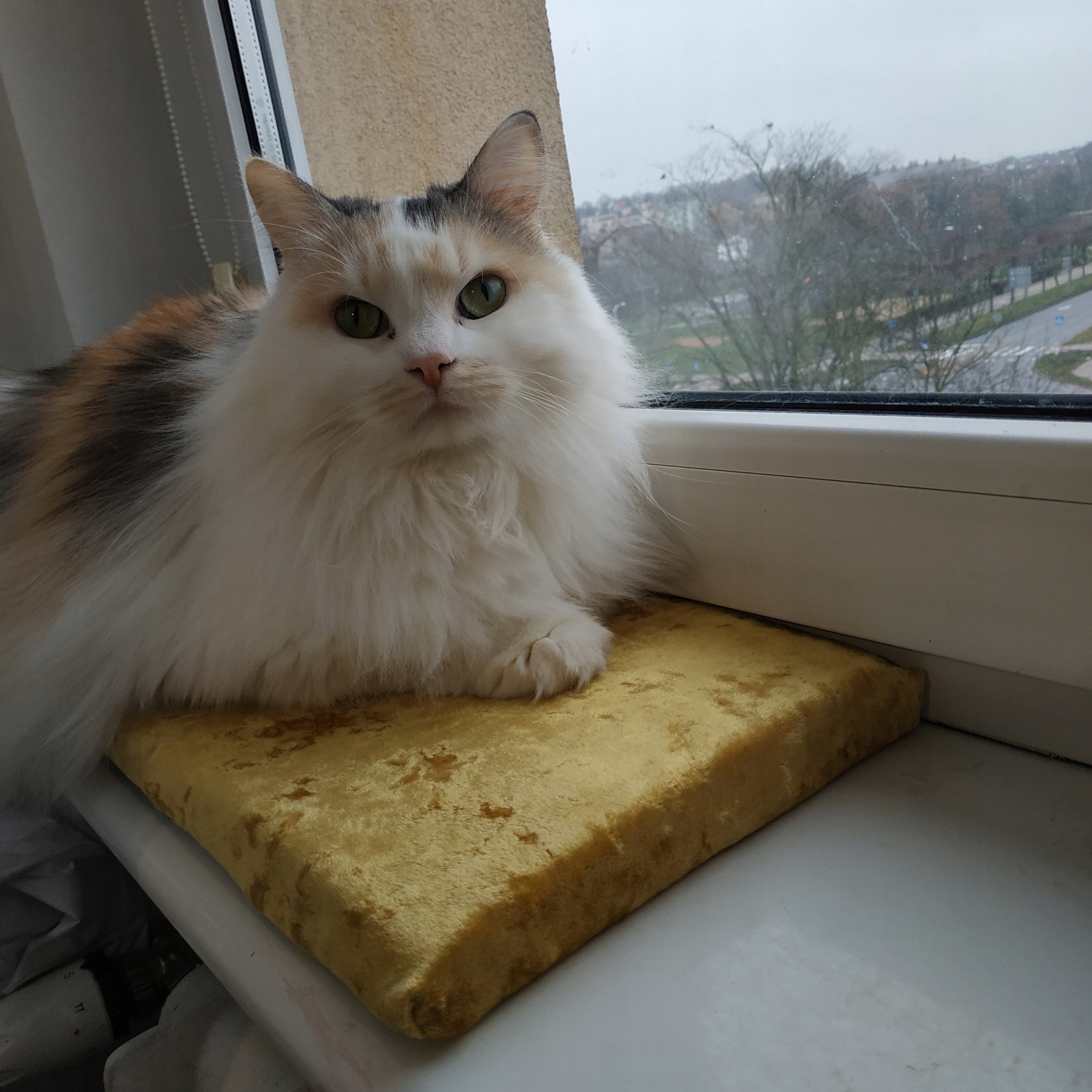 

poduszka na parapet dla kota żółta musztarda 22x60
