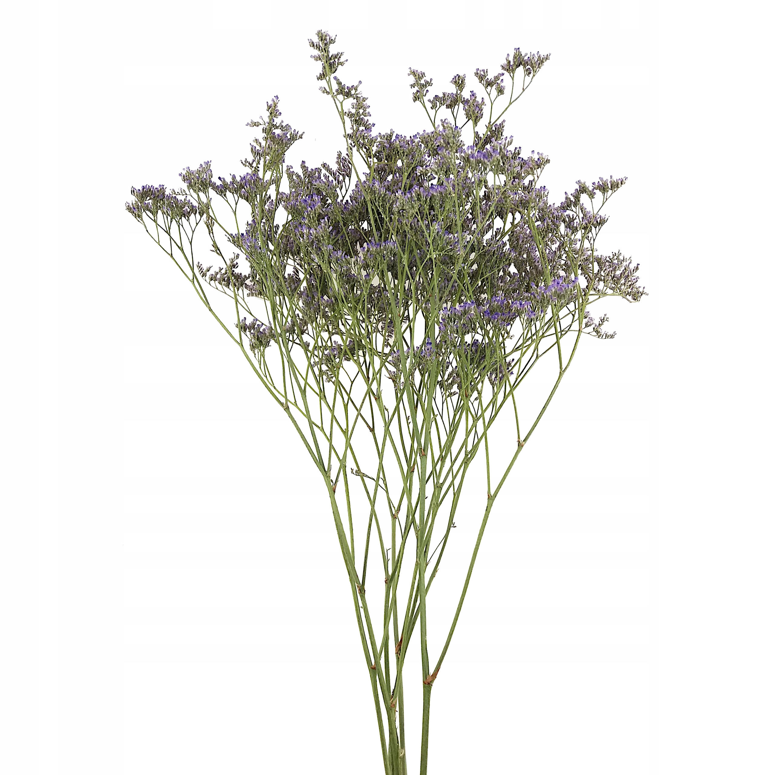 

Limonium Zatrwian Lawendowy Natural. kwiaty suszki