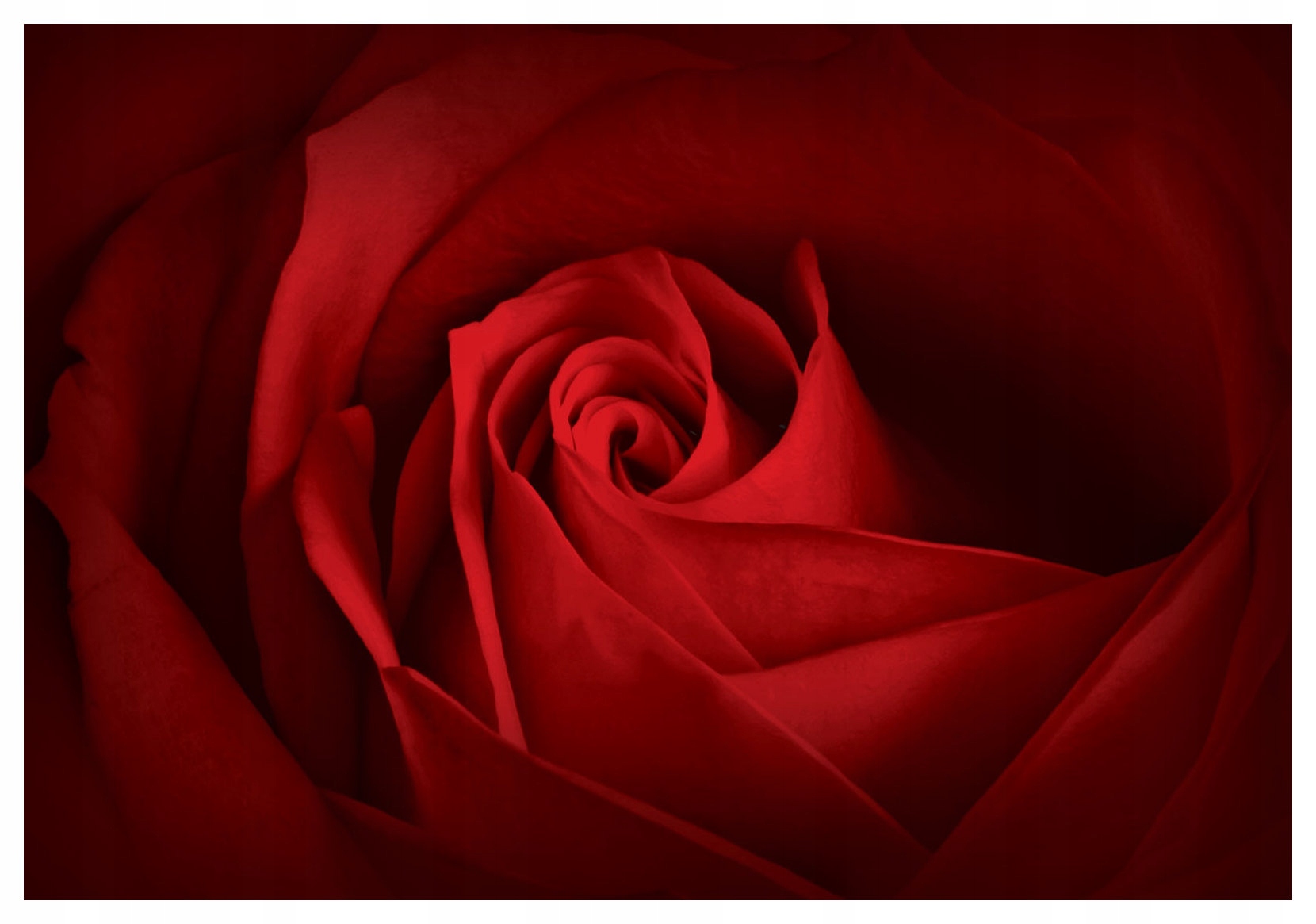 Fototapeta Červená Ruža Makro Vločky Vášeň a inšpirácia 312x219 lepidlo