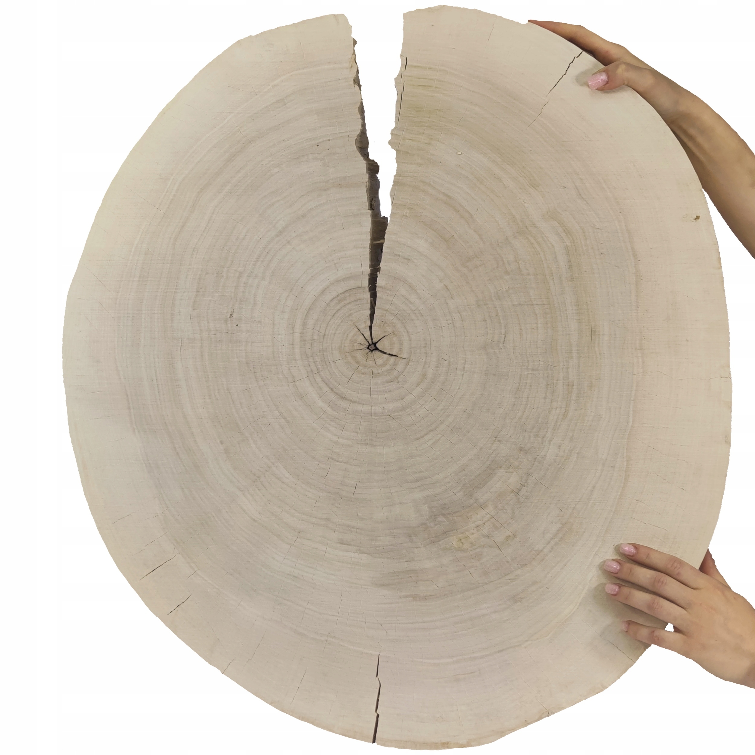 Dřevěný plát topol dřevěná deska na konferenční stolek Topola Unikát 143729