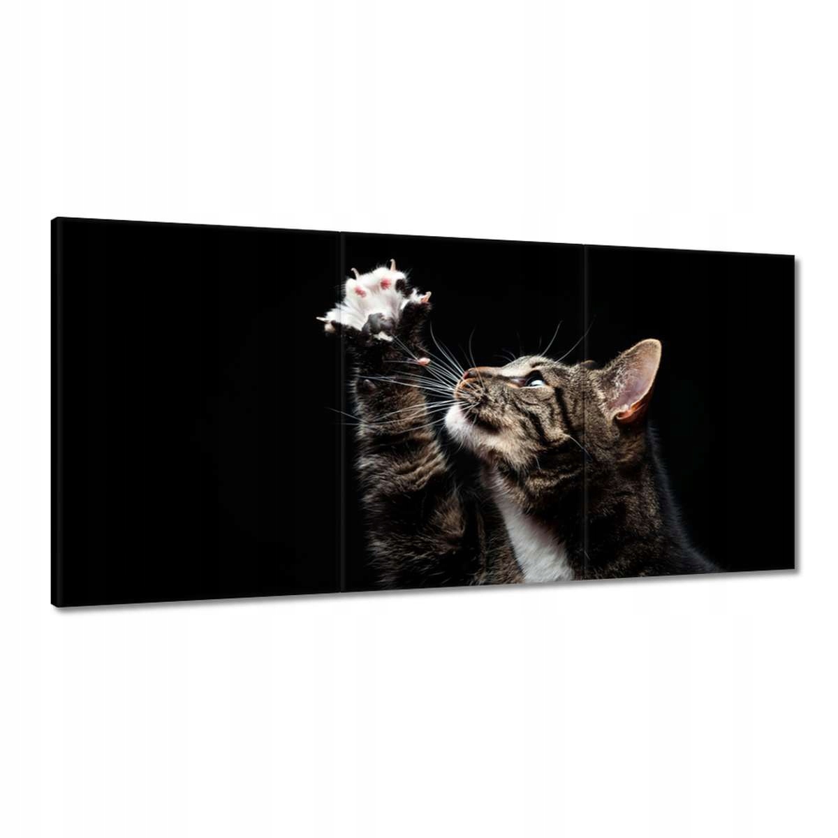 Obrazy 180x90 Rasová mačka s malou labkou