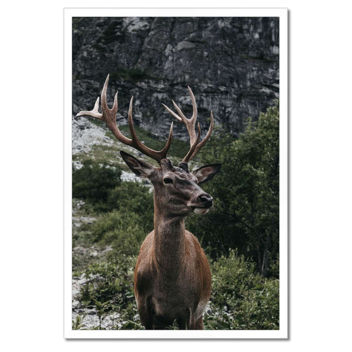 Plakáty v rámu 40x60 Jelen Jelení paroháč