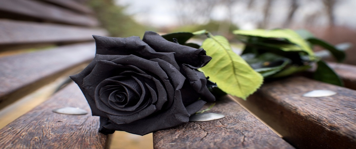 

Tapeta flizelinowa Czarna róża - 250x104