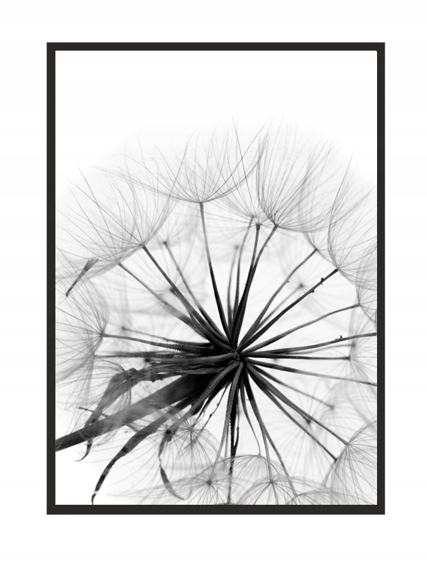 

Obraz, Plakat W Ramie 73x53 cm Dmuchawiec P505