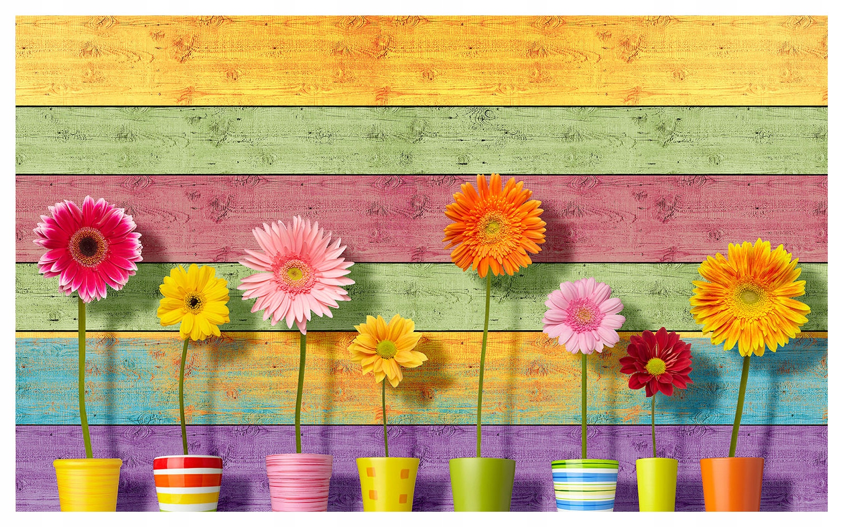 Fototapeta Gerbery Sluneční květiny jarní optimismus 254x184 lepidlo