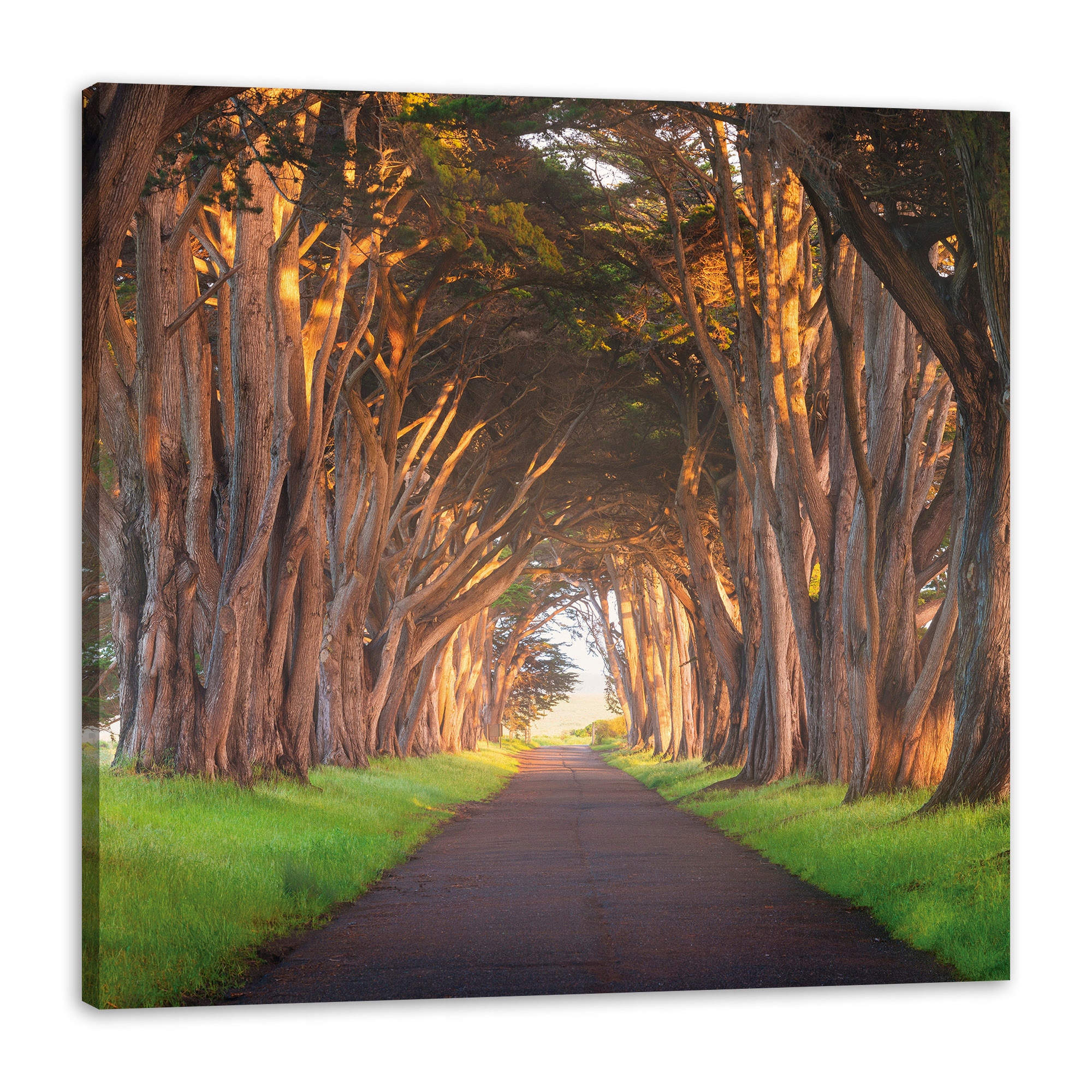 Obraz na plátně Cesta mezi stromy Příroda 90x90 cm