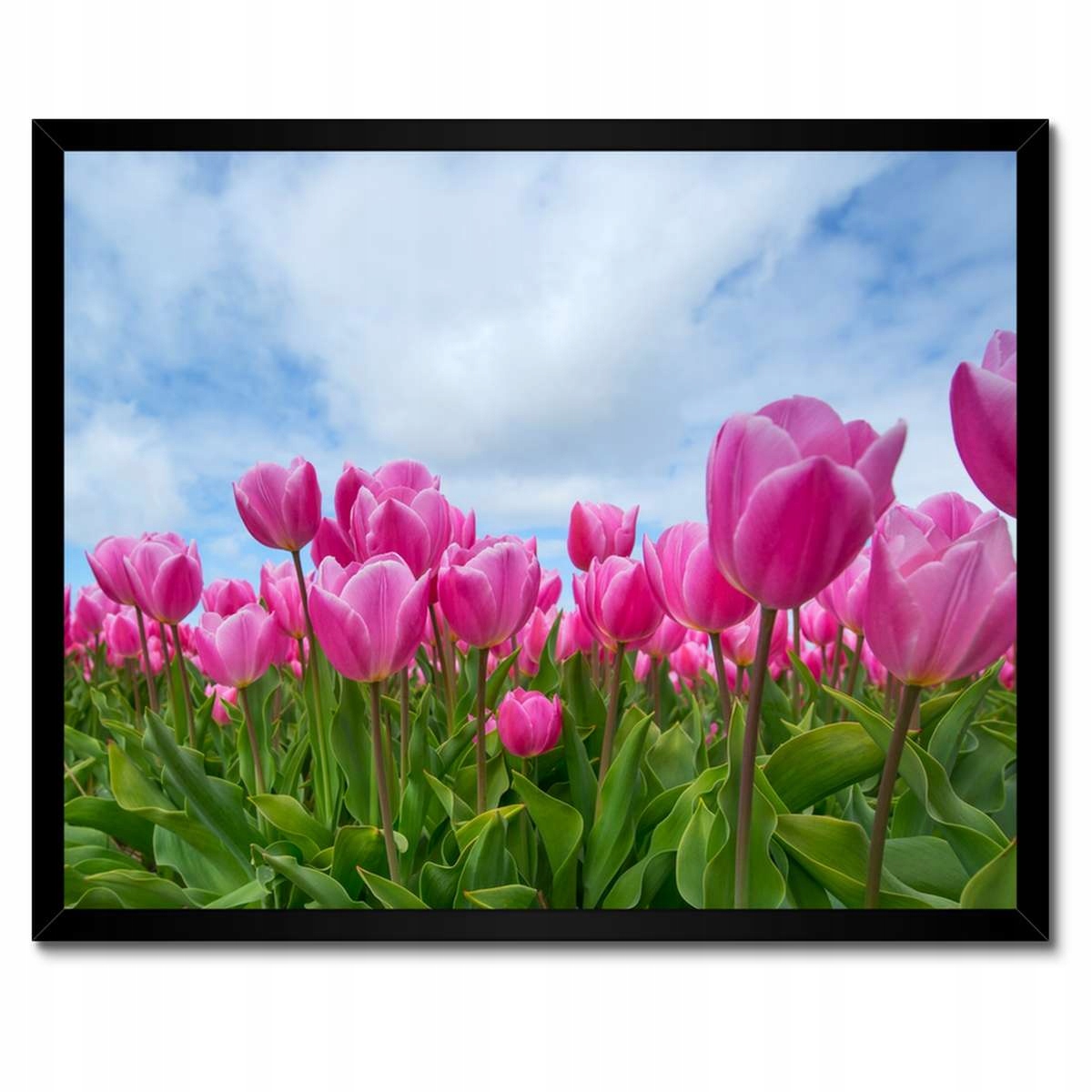 Plakáty v rámu 50x40 Tulipány Květiny