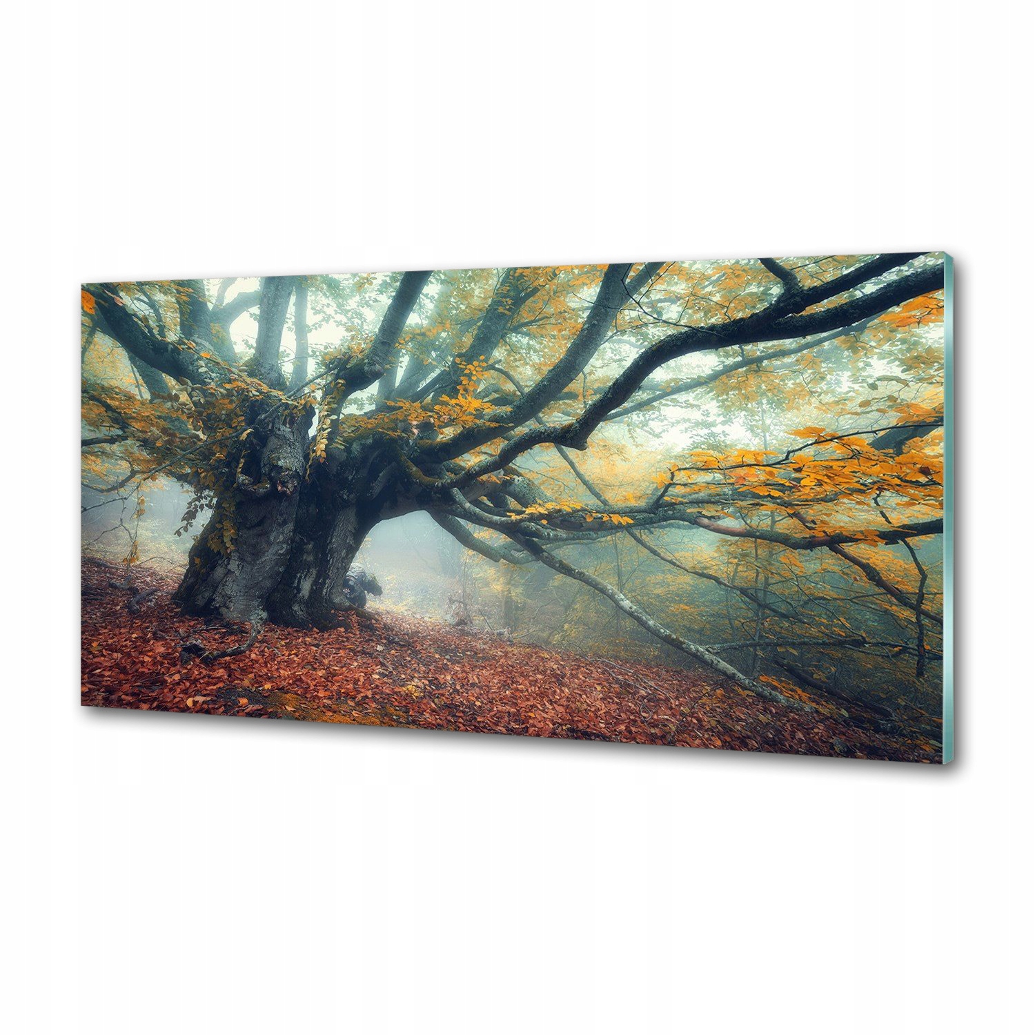 Panel dekor sklo Starý strom 100x50 cm Lepidlo