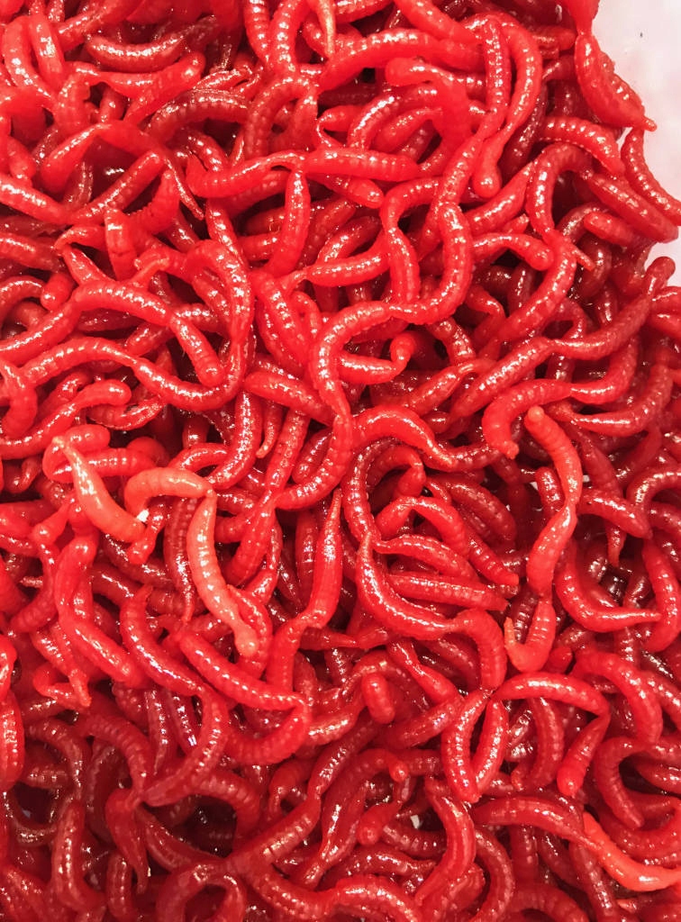 SZTUCZNA PRZYNĘTA JENZI TASTY GUMS - LARWA Marka Jenzi