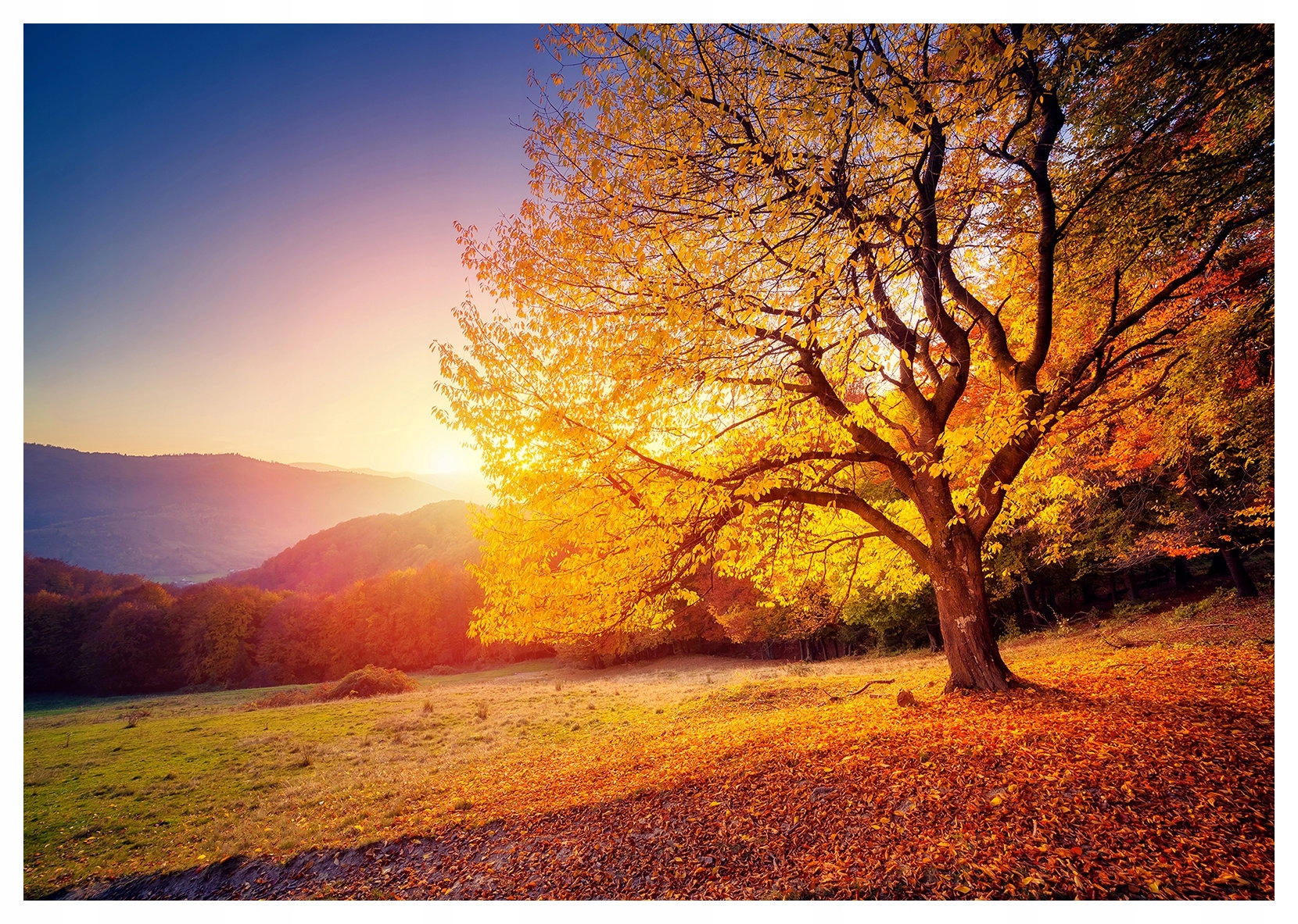 Fototapeta Jesenný zlatý les západ slnka do izby 368x254 lepidlo