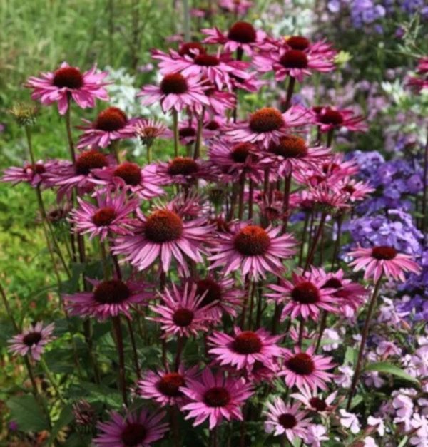 JEŻÓWKA Rubinstern Ruby Star - sadzonki w don. !!! Producent inny