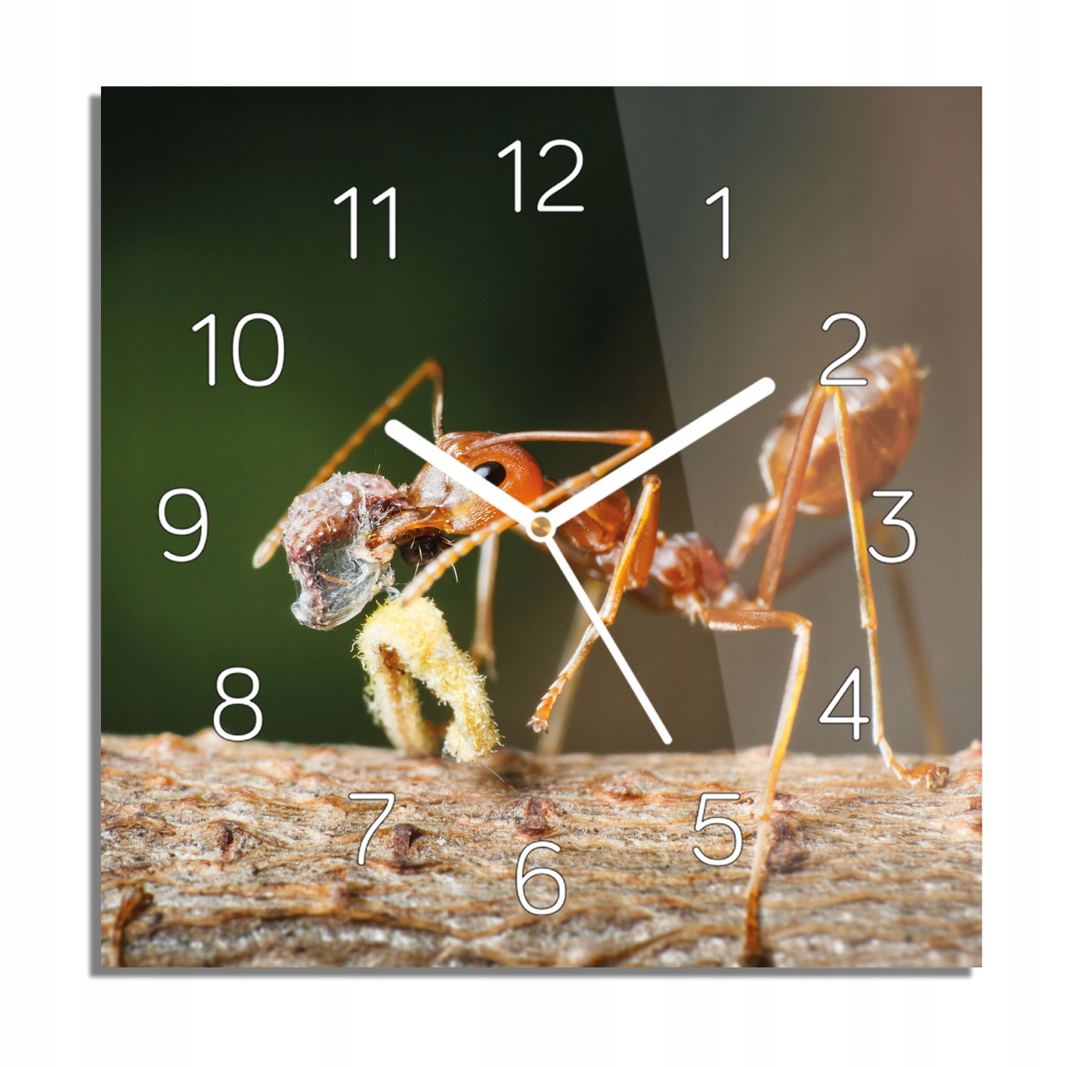 

Mrówka drzewo foto-zegar do jadalni 30x30 z foto