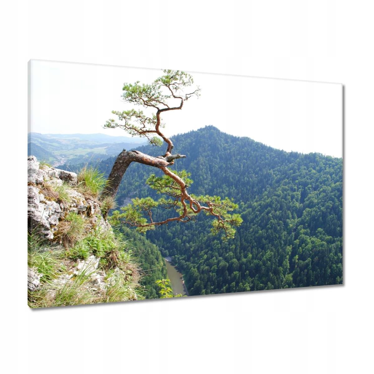 Obrazy 100x70 Osamělý strom