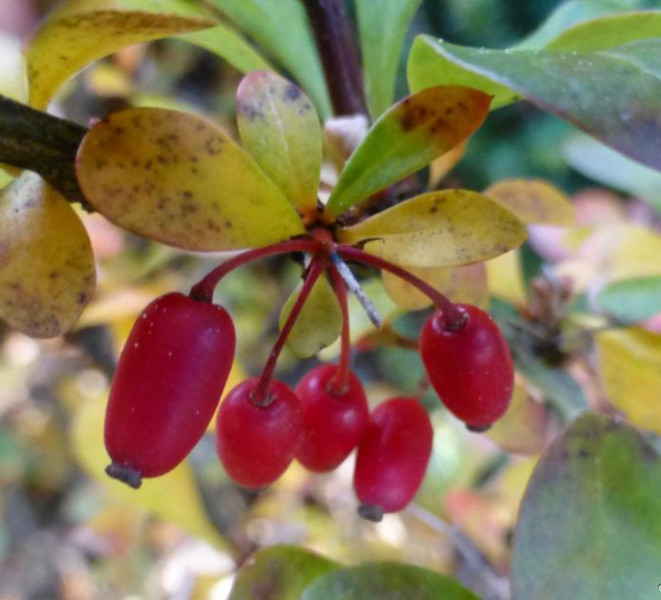 BERBERYS THUNBERGA Bagatelle - sadzonki w don. !!! Producent inna