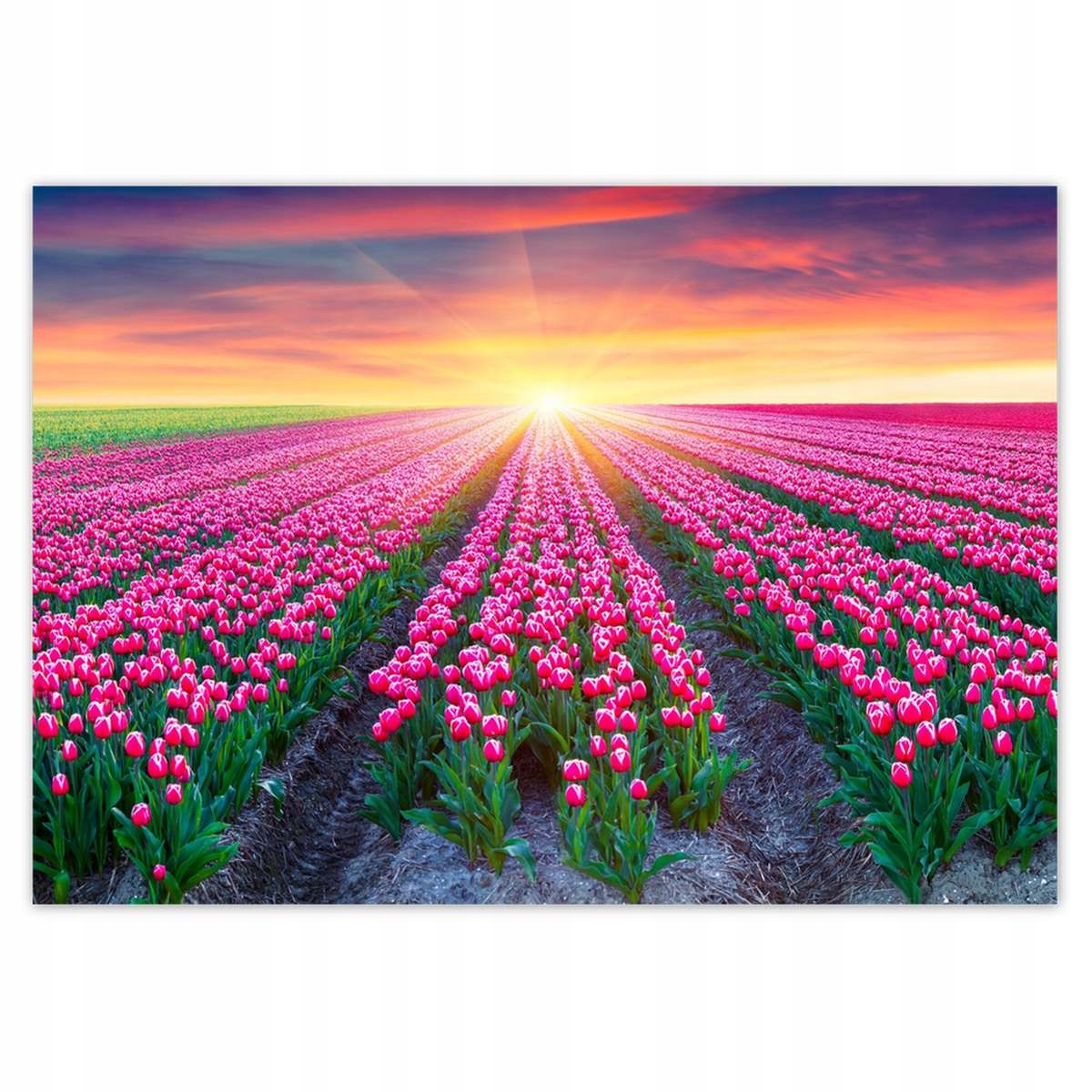 Fototapety 208x146 Moře tulipánů Květiny