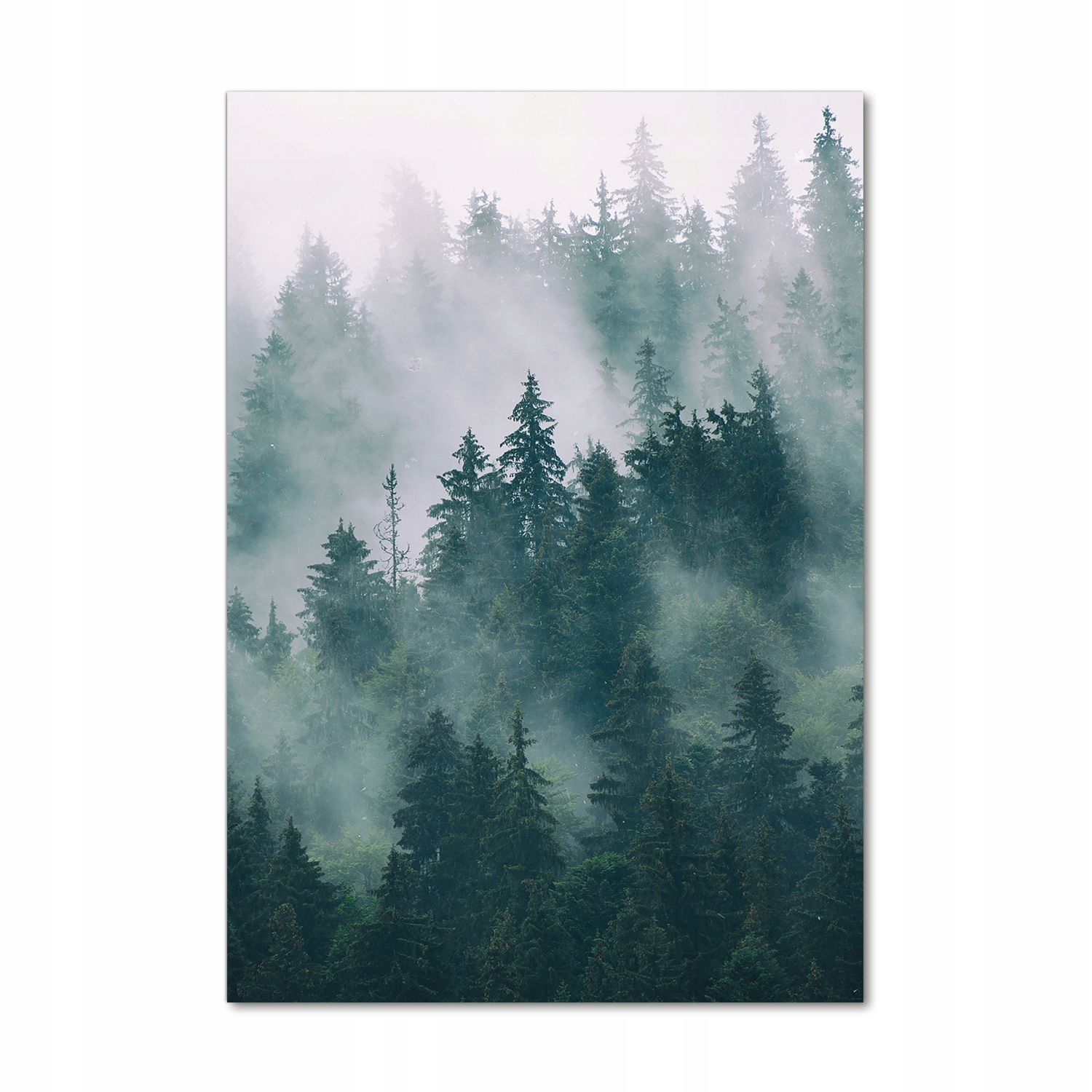 

Foto obraz akryl do salonu Mgła nad lasem 70x100cm
