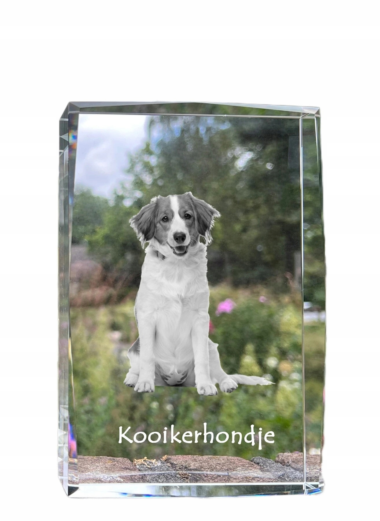Kooikerhondje fotografia psa v kryštáli, suvenír, trofej, poďakovanie