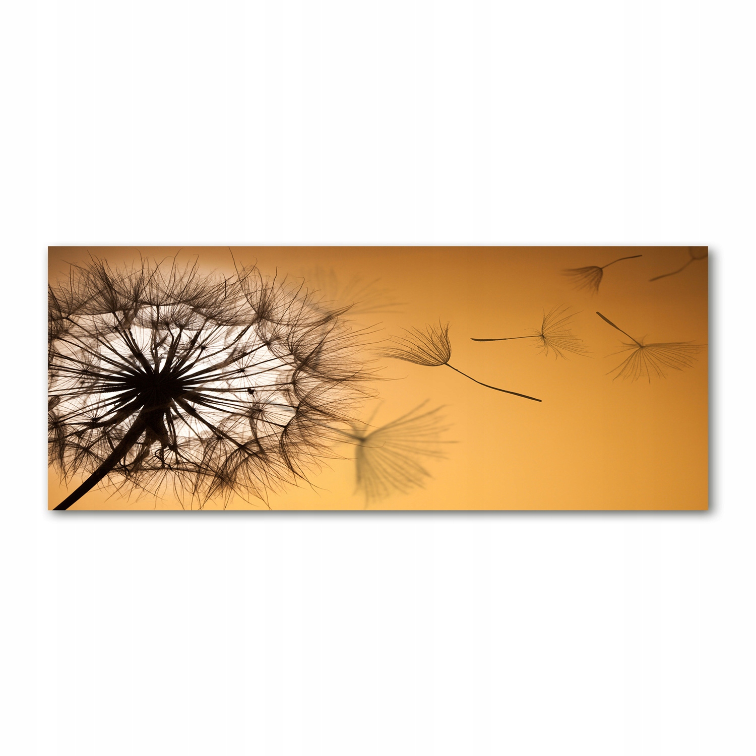 

Foto obraz akryl nowoczesny Dmuchawiec 125x50 cm