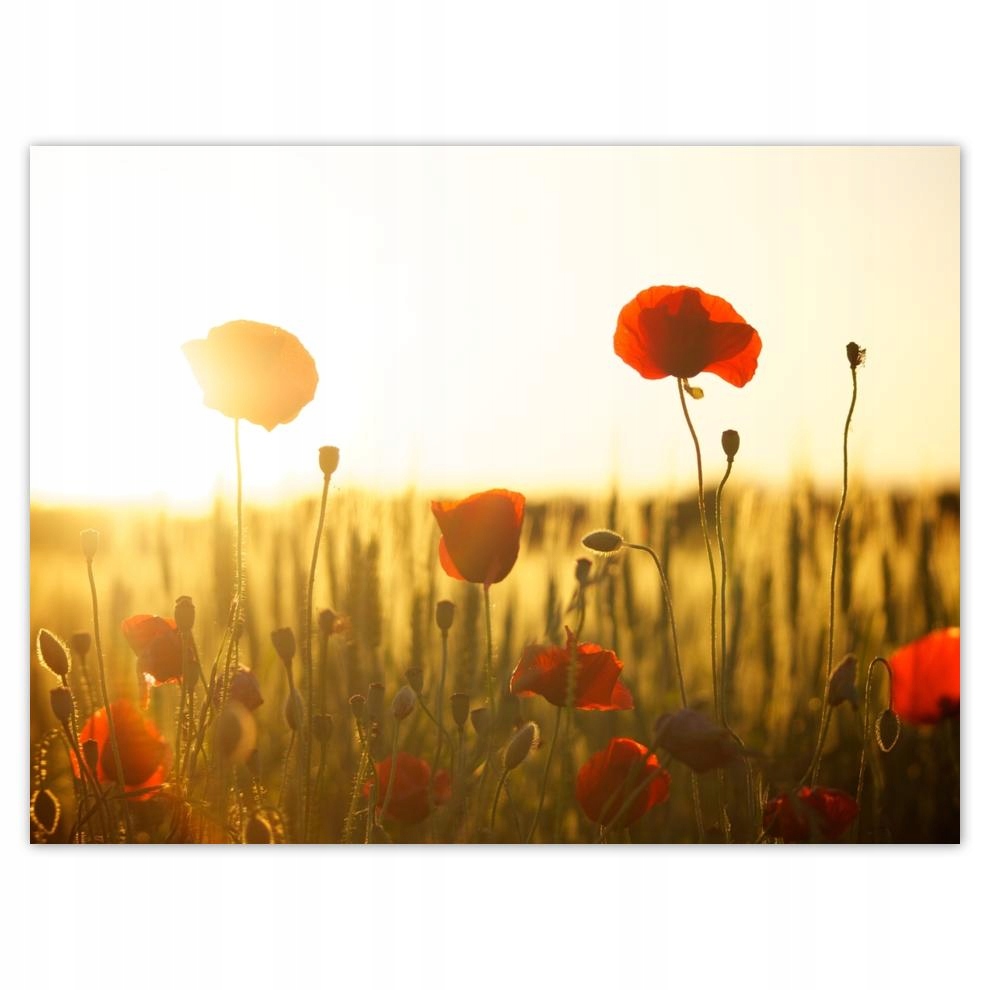 

Plakat 40x30 Maki o wschodzie słońca