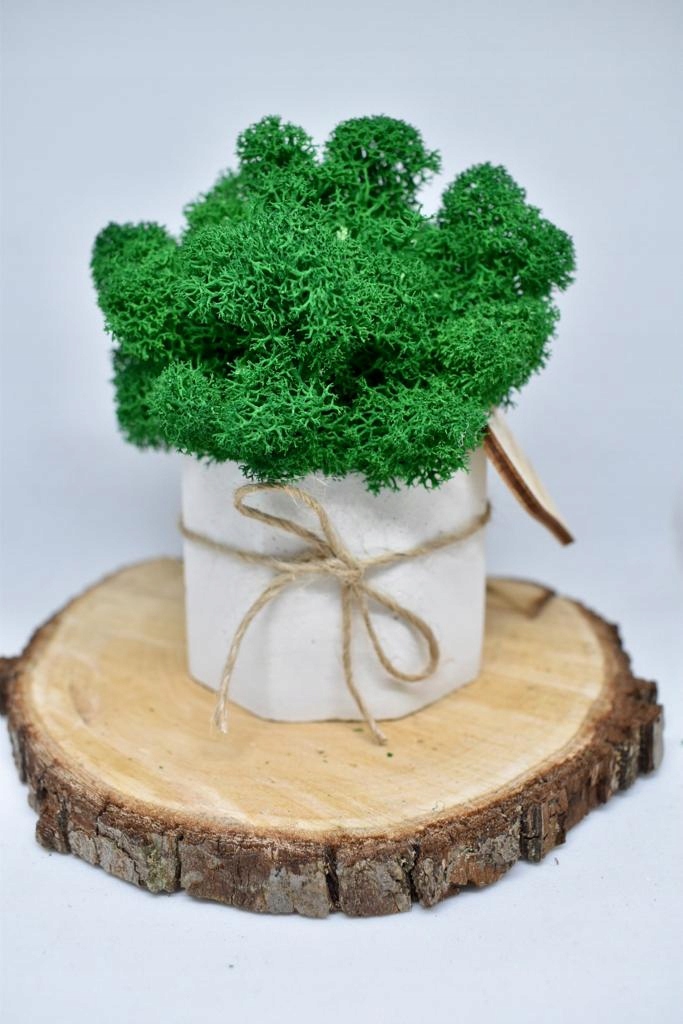 Chrobotkowy las mini w białej betonowej doniczce Rodzaj mech chrobotek