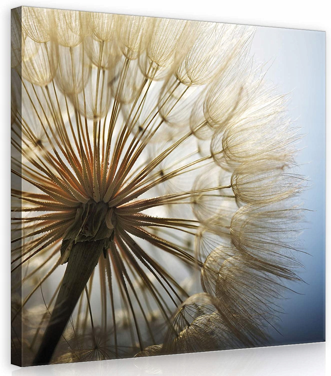 Obraz Na Plátně Canvas 80x80 Pampeliška Květina