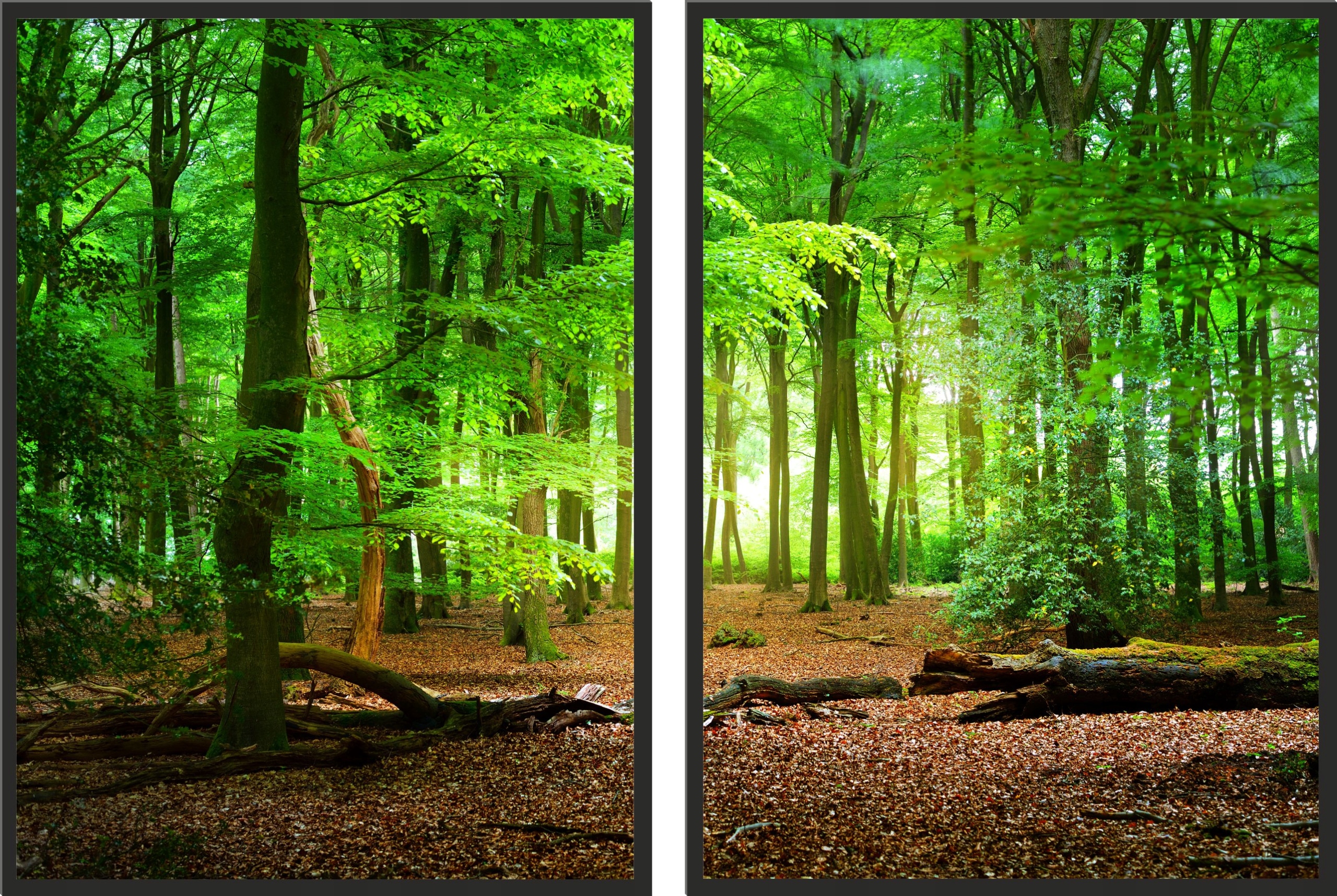 

obraz plakat dyptyk 50x70 las drzewa zieleń natura