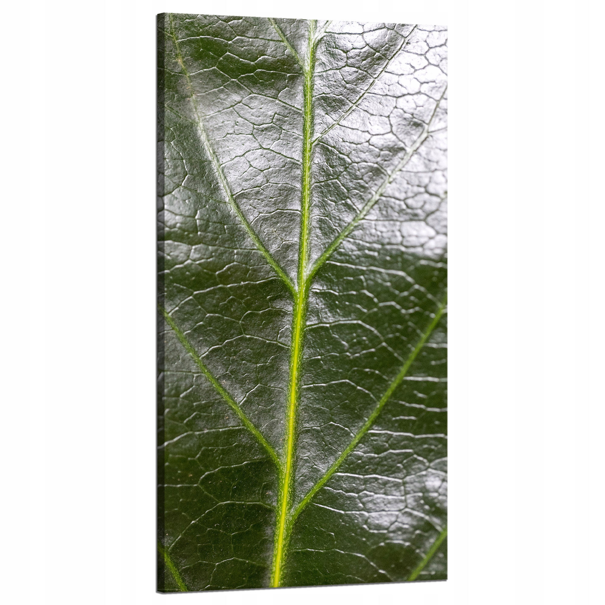 Obraz Canvas Botanika Zelený list 60x120 cm