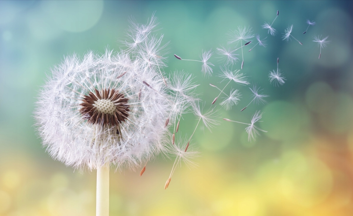 

Fototapeta Flizelinowa Dmuchawiec 416x254