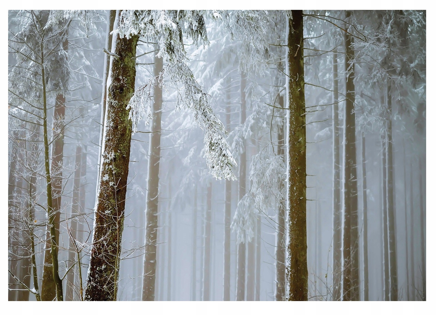 Fototapeta Zimný Les 3D Spálňa Stromy 312x219