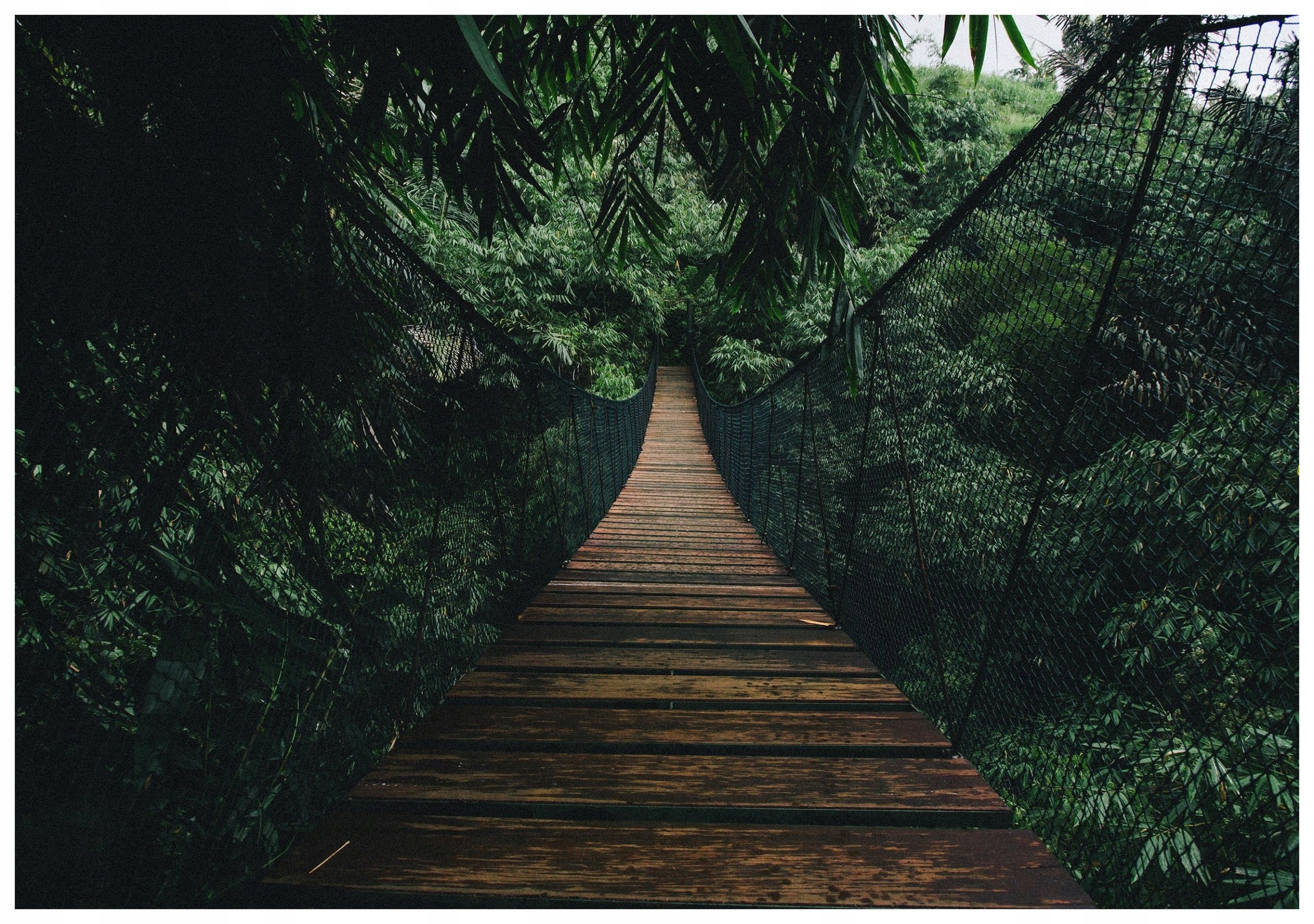 Fototapeta Most v zeleném lese vinylová 208x146 lepidlo