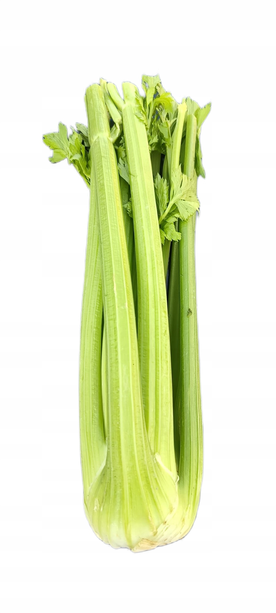 ŚWIEŻY SELER NACIOWY 1SZT