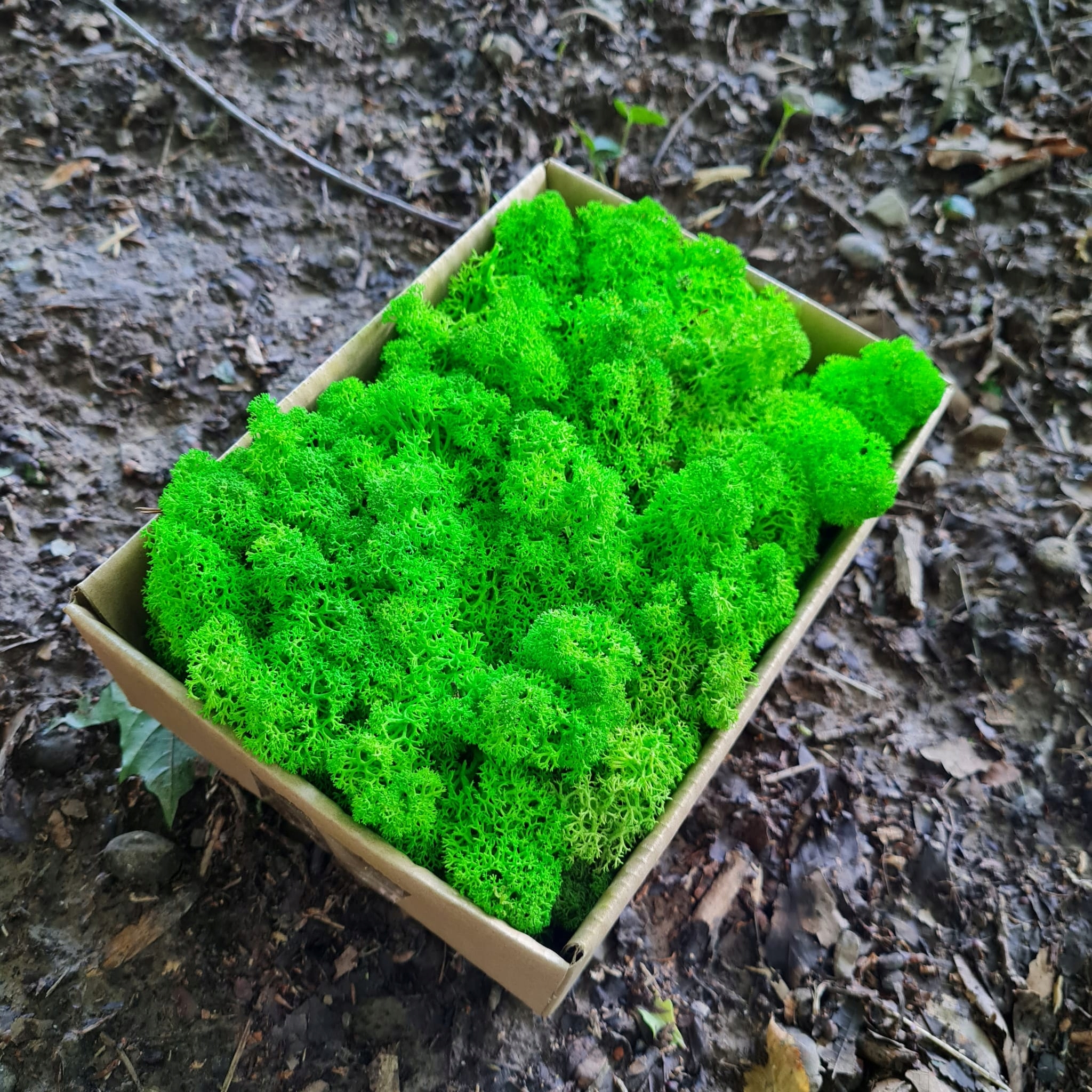 Mech Reniferowy Chrobotek Jasno Zielony 80G NETTO EAN (GTIN) 5906118480183