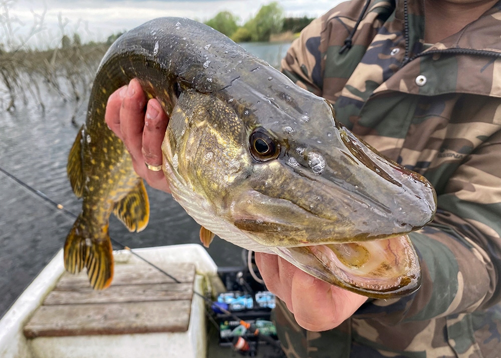 Guma Savage Gear CANNIBAL SHAD 10cm 9g MOTOROIL UV 77109 1szt Długość 10 cm