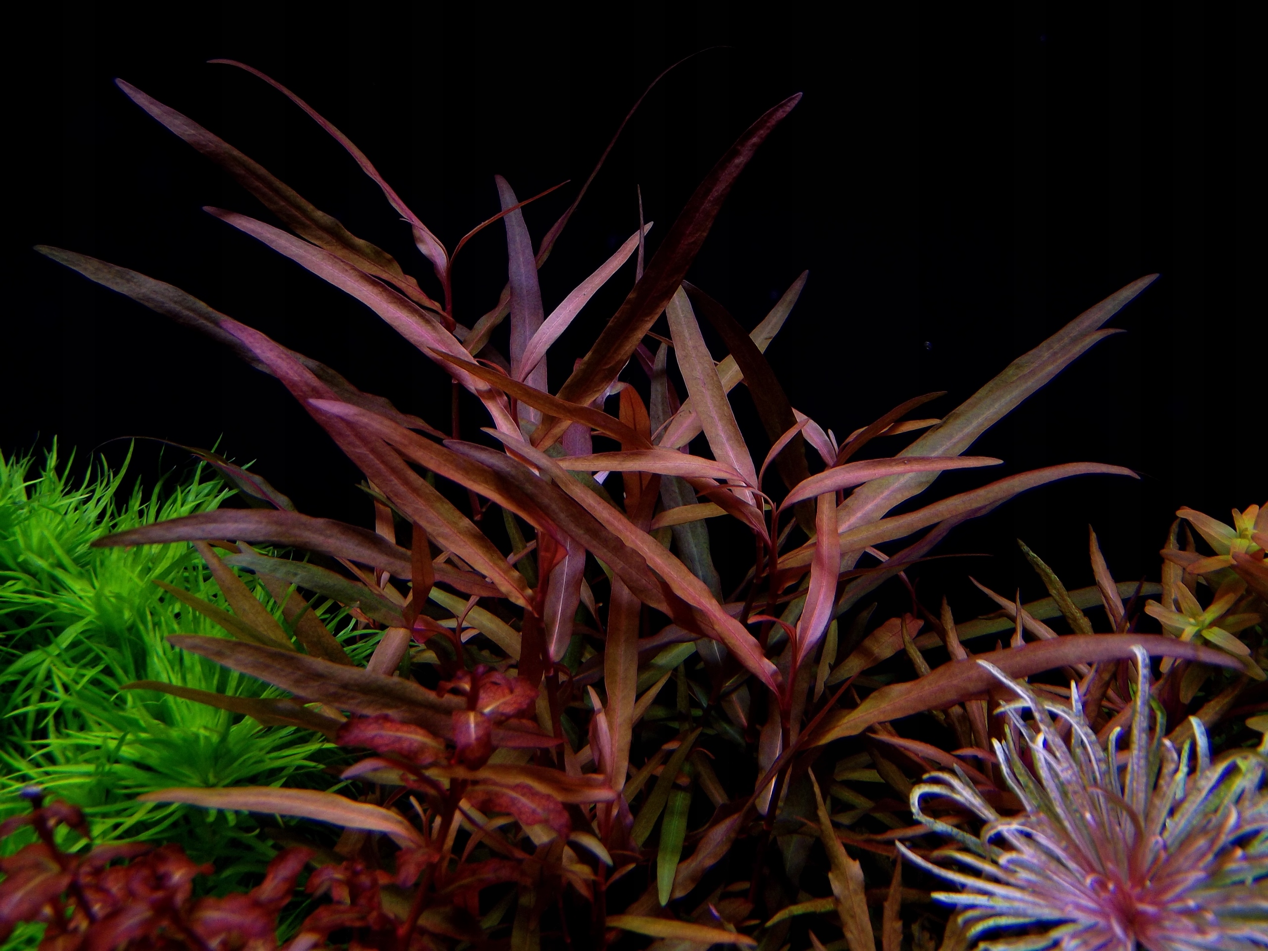 Polygonum SP. 