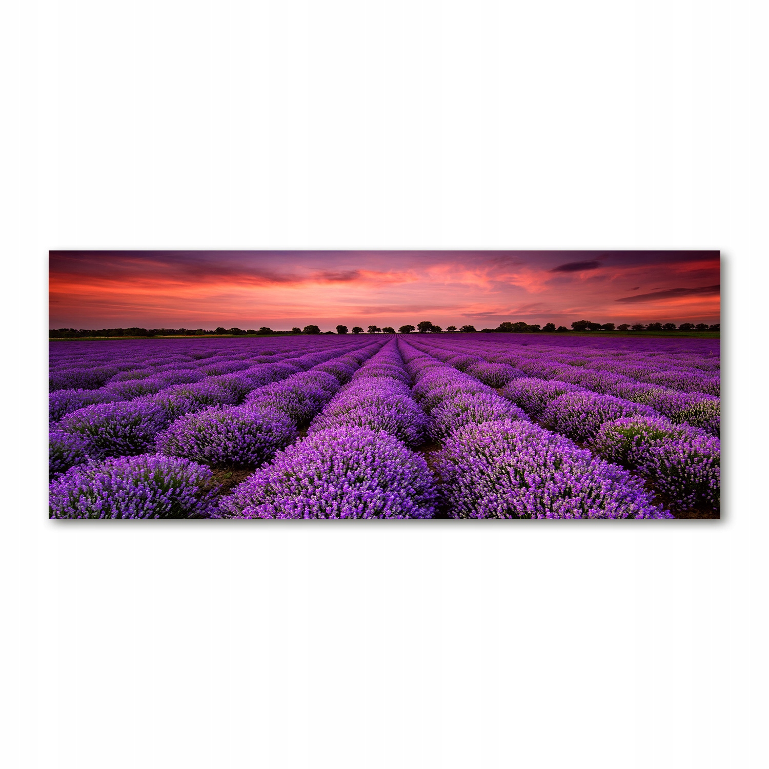 

Foto obraz akryl zdjęcie Pole lawendy 125x50 cm